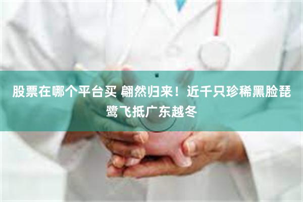 股票在哪个平台买 翩然归来！近千只珍稀黑脸琵鹭飞抵广东越冬